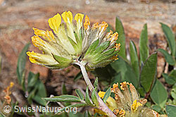 F280952: Alpen-Wundklee (Anthyllis vulneraria ssp. alpestris)