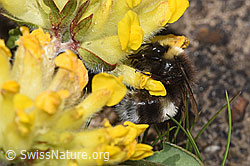 Heide-Erdhummel (Bombus cryptarum) an Gegenblättrigem Steinbrech (Saxifraga oppositifolia)