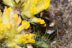 F280957: Heide-Erdhummel (Bombus cryptarum) an Alpen-Wundklee (Anthyllis vulneraria ssp. alpestris)