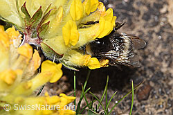 F280958: Heide-Erdhummel (Bombus cryptarum) an Alpen-Wundklee (Anthyllis vulneraria ssp. alpestris)