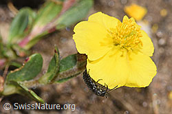 Foto: Dasytes obscurus (Wollhaarkäfer) auf Alpen-Sonnenröschen (Helianthemum alpestre)