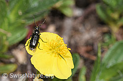 Foto: Dasytes obscurus (Wollhaarkäfer) auf Alpen-Sonnenröschen (Helianthemum alpestre)