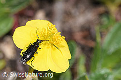 Dasytes obscurus on Helianthemum alpestre (F280982) Dasytes obscurus on Helianthemum alpestre (F280982)