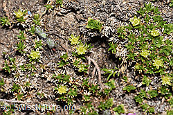 Zwerg-Miere (Minuartia sedoides) (08.2024, F280994)