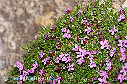 Kalk-Polsternelke (Silene acaulis) (F280997)