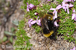 Distelhummel (Bombus soroeensis) an Kalk-Polsternelke (Silene acaulis) (F281000)