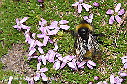 Distelhummel (Bombus soroeensis)<br/>Kalk-Polsternelke (Silene acaulis)