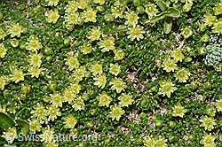 Zwerg-Miere (Minuartia sedoides) (08.2024, F281025)