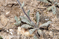 Zwerg-Schafgarbe (Achillea nana) (08.2024, F281056)