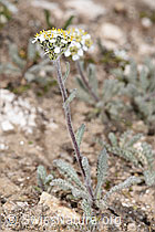 Zwerg-Schafgarbe (Achillea nana) (08.2024, F281059)