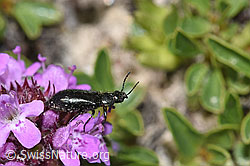 Dasytes obscurus (Wollhaarkäfer) auf Alpen-Hornkraut (Cerastium alpinum)
