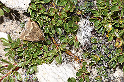 F281074: Pyrausta aerealis (Rüsselzünsler) auf Stumpfblättrige Weide (Salix retusa)
