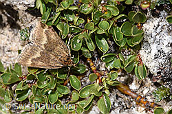 F281075: Pyrausta aerealis (Rüsselzünsler) auf Stumpfblättrige Weide (Salix retusa)