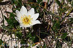 Silberwurz (Dryas octopetala) (08.2024, F281080)