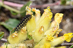 F281083: Alpen-Widderchen Raupe (Zygaena exulans) auf Alpen-Wundklee (Anthyllis vulneraria ssp. alpestris)