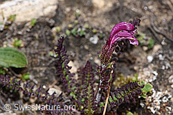 Kerners Läusekraut (Pedicularis kerneri) (F281087)