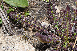 Kerners Läusekraut (Pedicularis kerneri) (F281088)