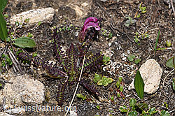 Kerners Läusekraut (Pedicularis kerneri) (F281089)