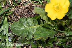 F281106: Gemeine Berg-Nelkenwurz (Geum montanum)