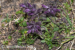 Alpenhelm (Bartsia alpina) (08.2024, F281116)