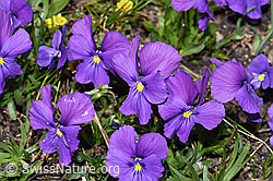 F281124: Langsporniges Stiefmütterchen (Viola calcarata)
