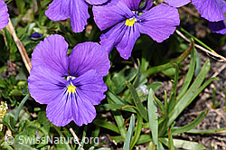 Langsporniges Stiefmütterchen (Viola calcarata) (08.2024, F281125)