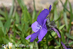 F281127: Langsporniges Stiefmütterchen (Viola calcarata)