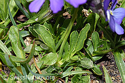 F281128: Langsporniges Stiefmütterchen (Viola calcarata)