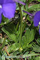 F281129: Langsporniges Stiefmütterchen (Viola calcarata)