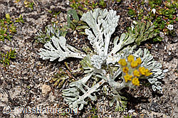 Graues Greiskraut (Senecio incanus) (F281152)