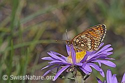 Wachtelweizen-Scheckenfalter (Melitaea athalia) auf Alpen-Aster (Aster alpinus) (F281167)