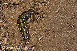 Hyles gallii (31.08.2024, F285281)