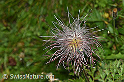 Pulsatilla alpina ssp. apiifolia (31.08.2024, F285298)