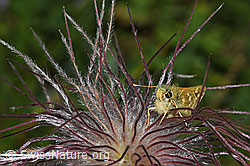Hesperia comma on Pulsatilla alpina ssp. apiifolia (F285303)