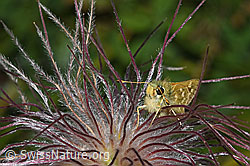 Hesperia comma on Pulsatilla alpina ssp. apiifolia (31.08.2024, F285304)
