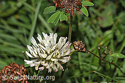 Trifolium pratense ssp. nivale (31.08.2024, F285345)