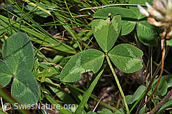 Trifolium pratense ssp. nivale (31.08.2024, F285346)