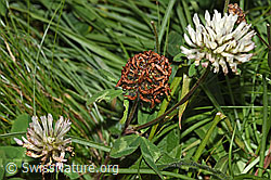 Trifolium pratense ssp. nivale (F285348) Trifolium pratense ssp. nivale (F285348)