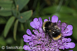Bombus pyrenaeus on Scabiosa lucida (31.08.2024, F285367)