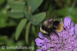 Bombus pyrenaeus on Scabiosa lucida (F285368) Bombus pyrenaeus on Scabiosa lucida (F285368)
