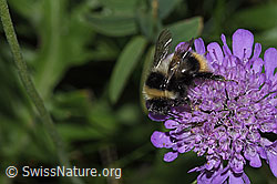 Glänzende Skabiose (Scabiosa lucida)
