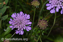 Scabiosa lucida (F285371)