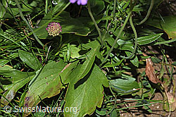 Scabiosa lucida (F285372)