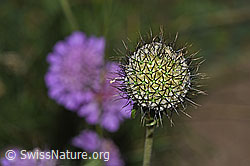 Scabiosa lucida (F285373)