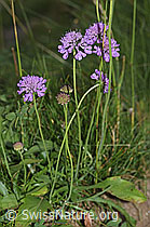Scabiosa lucida (31.08.2024, F285374)
