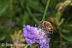 Eristalis tenax on Scabiosa lucida (F285377) Eristalis tenax on Scabiosa lucida (F285377)