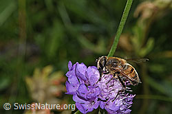 Eristalis tenax on Scabiosa lucida (F285378) Eristalis tenax on Scabiosa lucida (F285378)