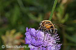 Eristalis tenax on Scabiosa lucida (F285379) Eristalis tenax on Scabiosa lucida (F285379)