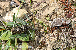 Schusterbock (Monochamus sutor) (F286933) Schusterbock (Monochamus sutor) (F286933)