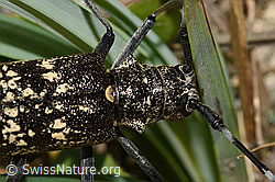 Schusterbock (Monochamus sutor) (F286937) Schusterbock (Monochamus sutor) (F286937)